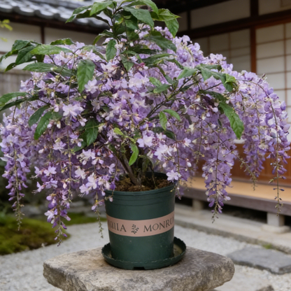 🔥50% Off Only Today🌸 Weeping Jasmine Seeds🌸