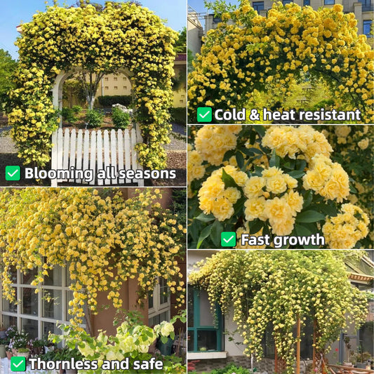 Thornless Lady Banks' Rose