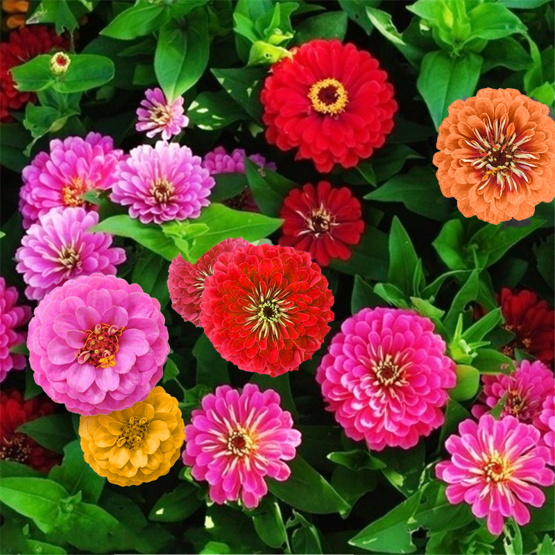 Double Zinnia Seeds Mix