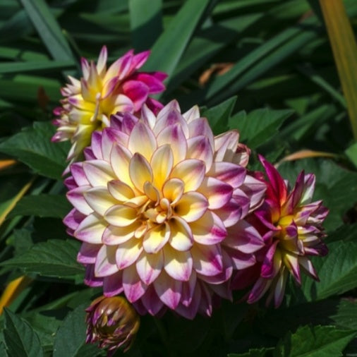 🔥Hot Sale🌱Potted Premium Dwarf Dahlia