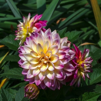 🔥Hot Sale🌱Potted Premium Dwarf Dahlia
