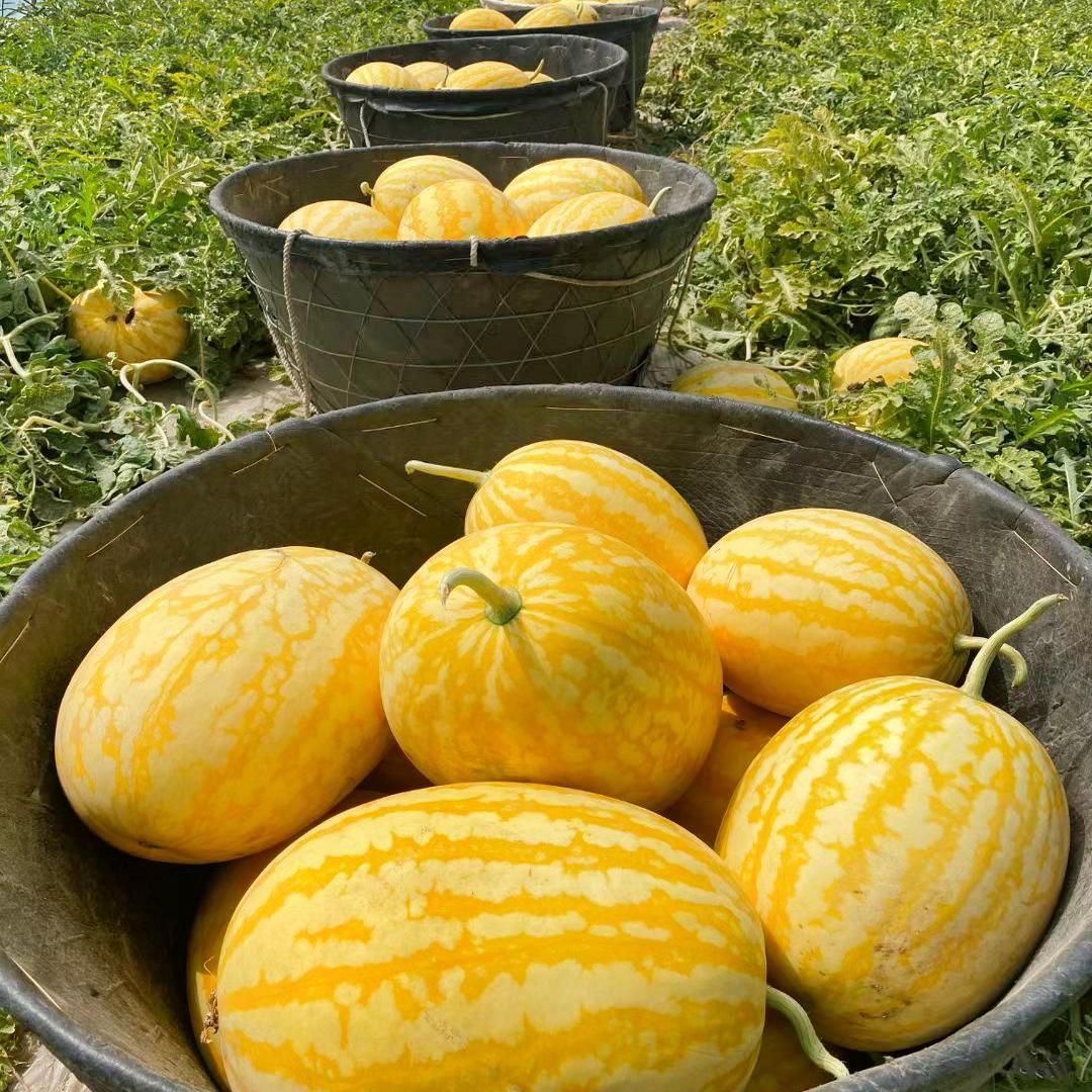 Yellow Skinned Red Flesh Watermelon Seeds