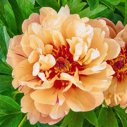 🌸 Rare Climbing Peony Bulbs🪴Big Full Blooms, Cold Hardy Perennial, Easy to Grow Garden Favorite