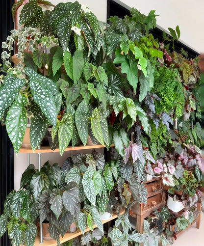 🌿Premium Begonia Seeds: A Rainbow of Blooms for Your Garden – Cultivated with Love by a Passionate Grower 🌈