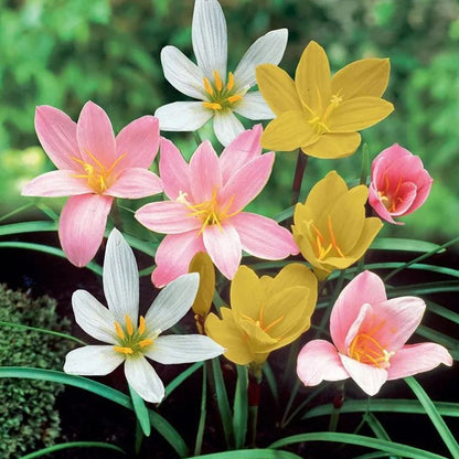 Premium Rain Lily Bulbs-Repeat-Blooming • Heat-Tolerant