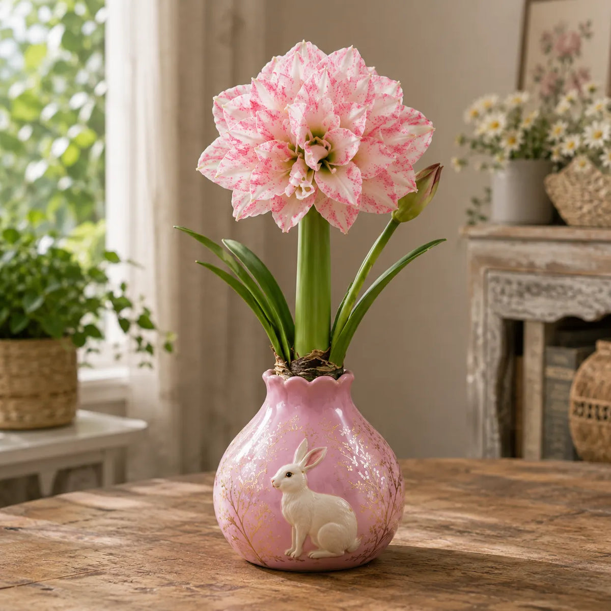 🌺 Waxed Double Amaryllis Bulbs | No Soil, No Routine Watering