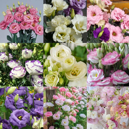 🌼 Perfect Time to Plant 😍 Mixed Lisianthus Seeds with Rose-like Elegance