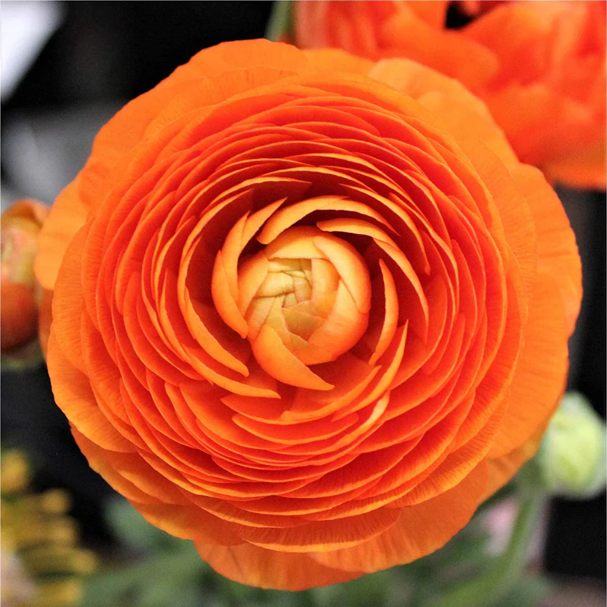 💐 Premium Ranunculus Flower Bulbs – Perfect for Containers or Beds