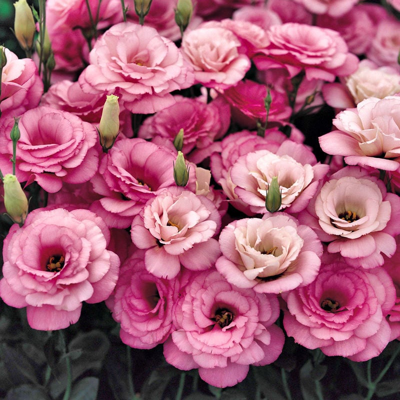 🔥Hot Sale 50% OFF🌱Eustoma Thornless Rose💐Lisanthus Seeds