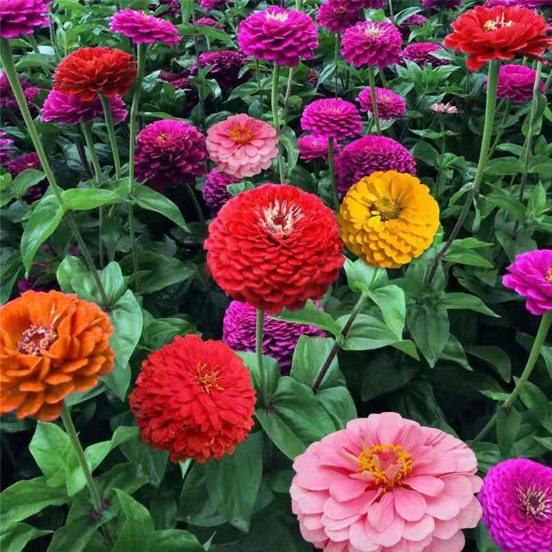 Double Zinnia Seeds Mix