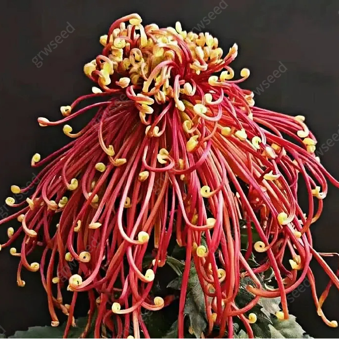 🔥Hot sale🌸Royal Spider Chrysanthemum Seeds