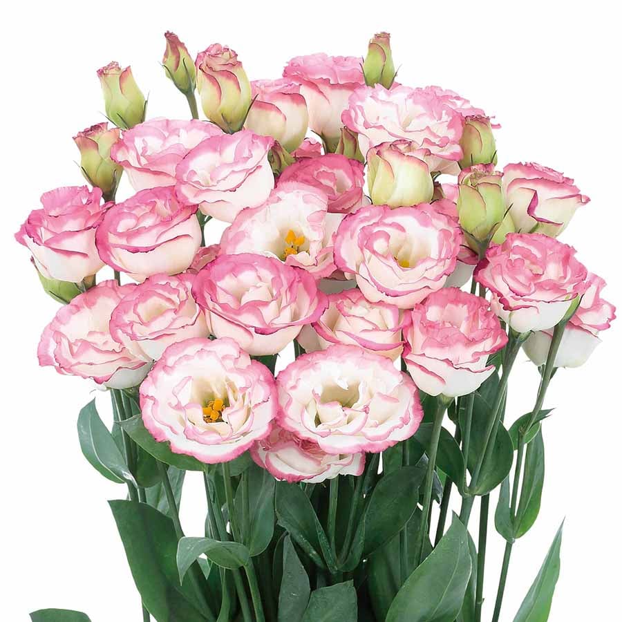 🔥Hot Sale 50% OFF🌱Eustoma Thornless Rose💐Lisanthus Seeds