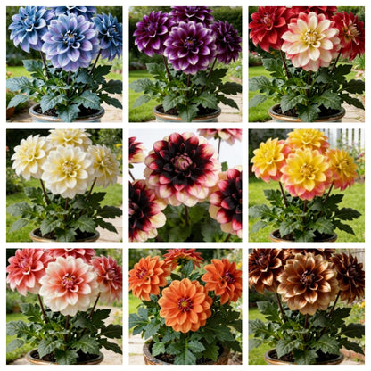 🔥Hot Sale🌱Potted Premium Dwarf Dahlia