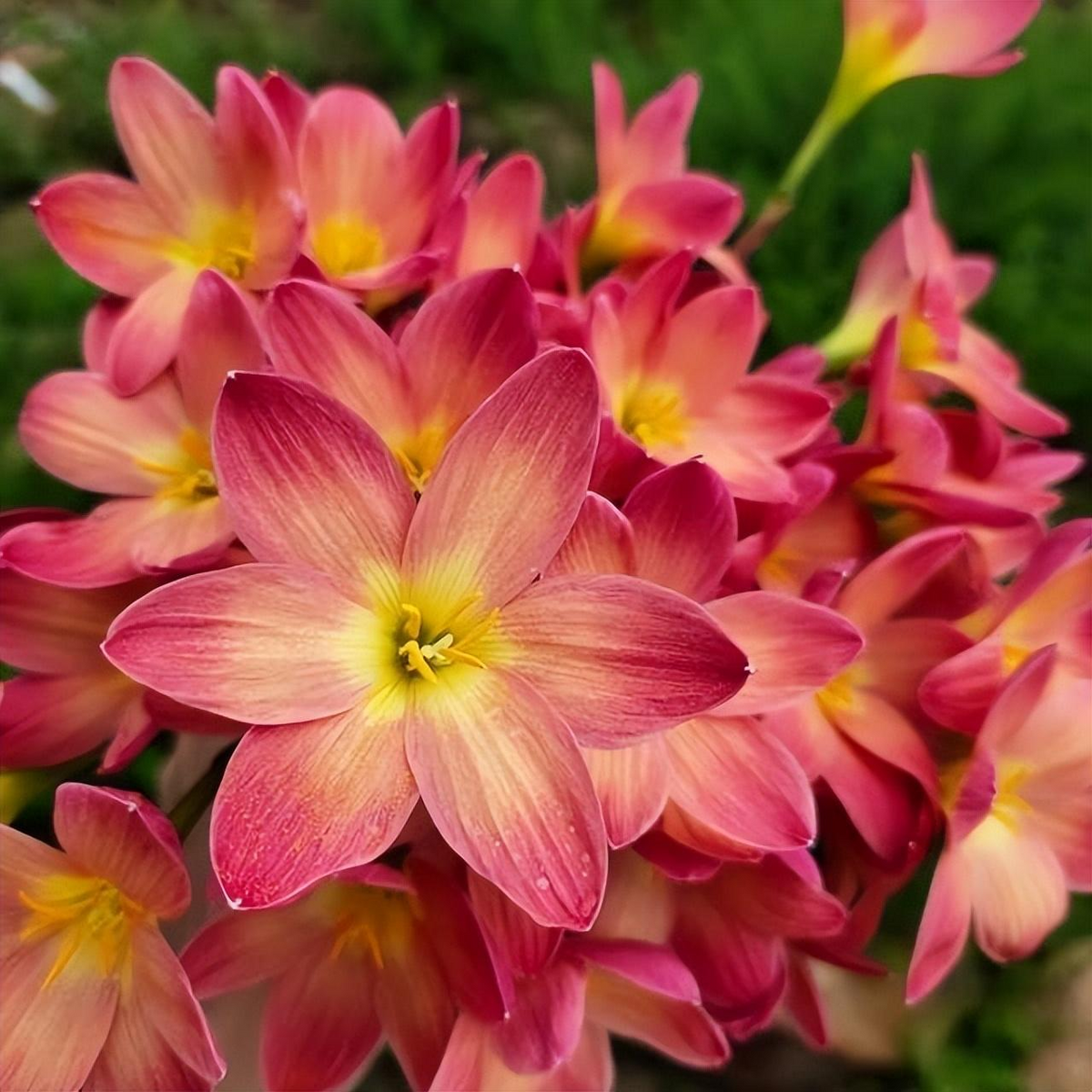 Premium Rain Lily Bulbs-Repeat-Blooming • Heat-Tolerant