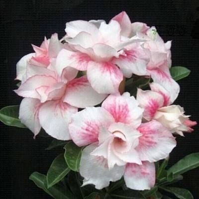 Desert Rose Seeds🌹Multiple Varieties🌈 Heat-Resistant✨