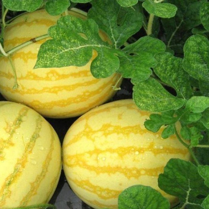 Yellow Skinned Red Flesh Watermelon Seeds