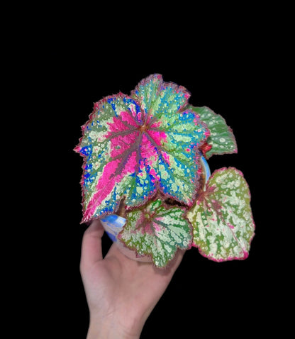🌿Premium Begonia Seeds: A Rainbow of Blooms for Your Garden – Cultivated with Love by a Passionate Grower 🌈