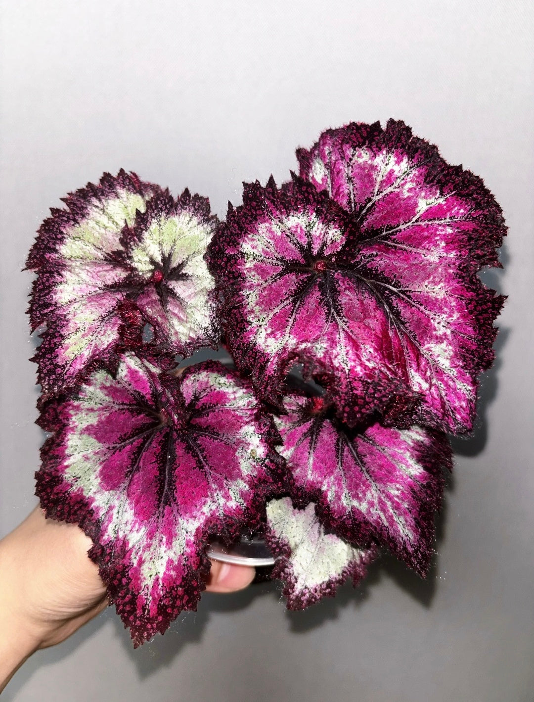 🌿Premium Begonia Seeds: A Rainbow of Blooms for Your Garden – Cultivated with Love by a Passionate Grower 🌈
