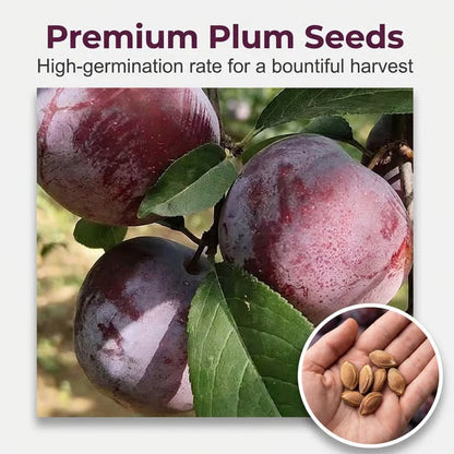 🌳🍑 Heirloom Non-GMO Grafted Plum Tree Live Seeds