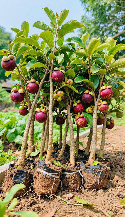 👑 Purple Crown Mangosteen Tree Sapling – Grow Unique Purple Fruit at Home
