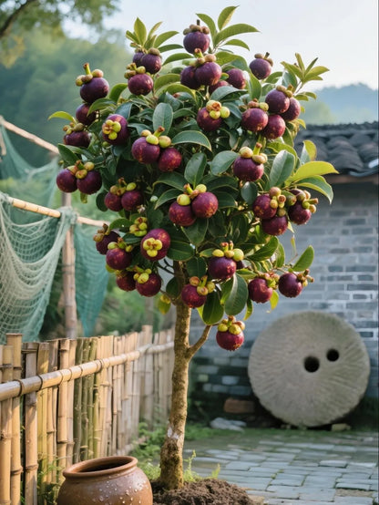 👑 Purple Crown Mangosteen Tree Sapling – Grow Unique Purple Fruit at Home