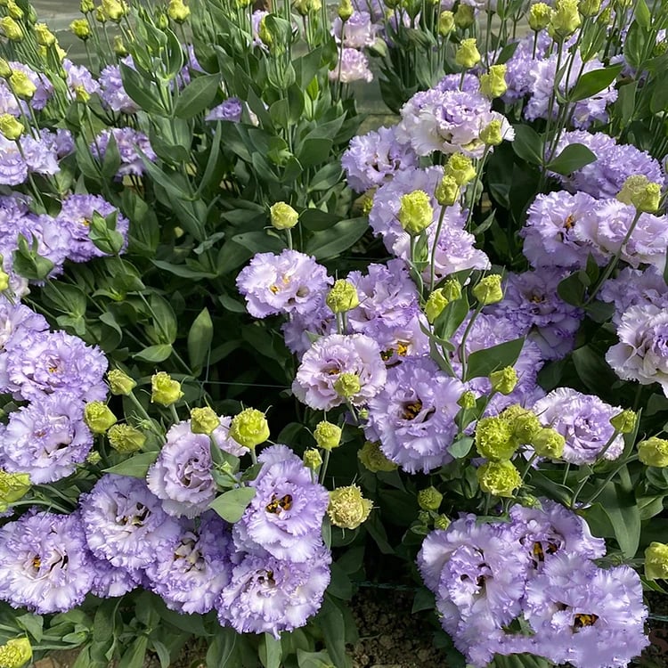 🔥Hot Sale 50% OFF🌱Eustoma Thornless Rose💐Lisanthus Seeds