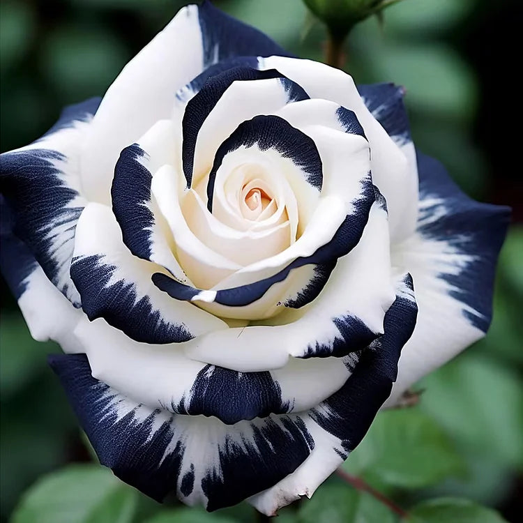 Rare White Roses RARE BLACK & WHITE ROSE – oregonblubs