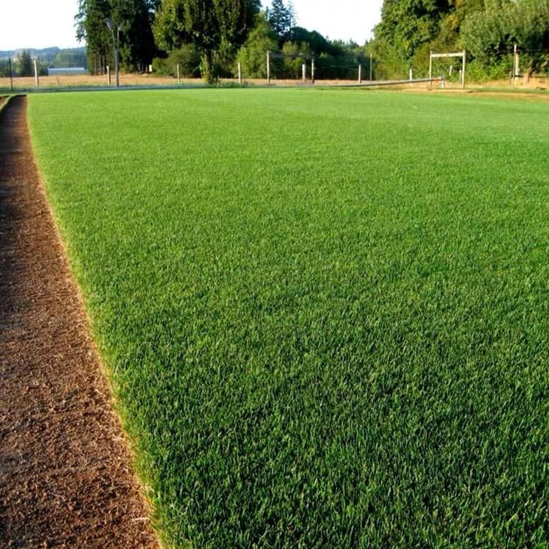 Turn Patchy, Dead Grass Into a Thick Green Lawn in Weeks
