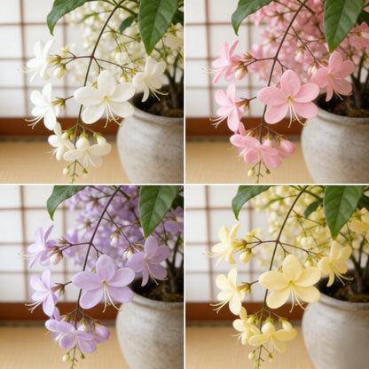 🔥50% Off Only Today🌸 Weeping Jasmine Seeds🌸