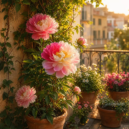 🌸 Rare Climbing Peony Bulbs🪴Big Full Blooms, Cold Hardy Perennial, Easy to Grow Garden Favorite