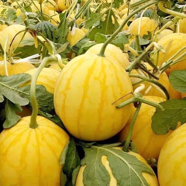 Yellow Skinned Red Flesh Watermelon Seeds