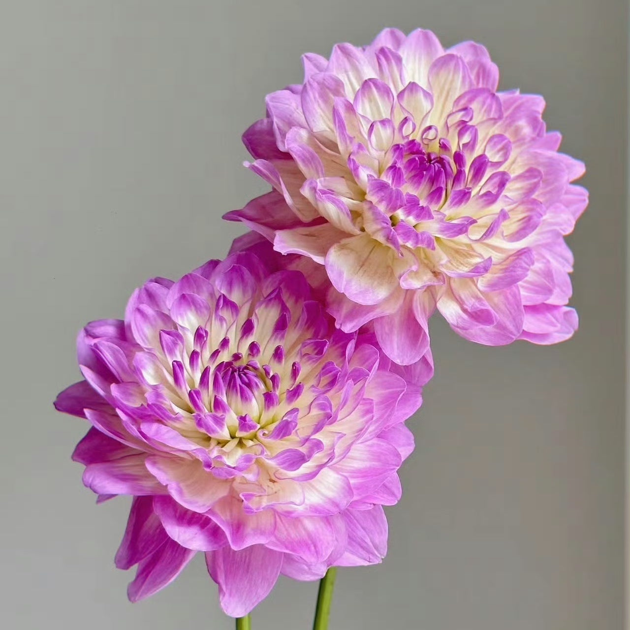 🔥Hot Sale🌱Potted Premium Dwarf Dahlia