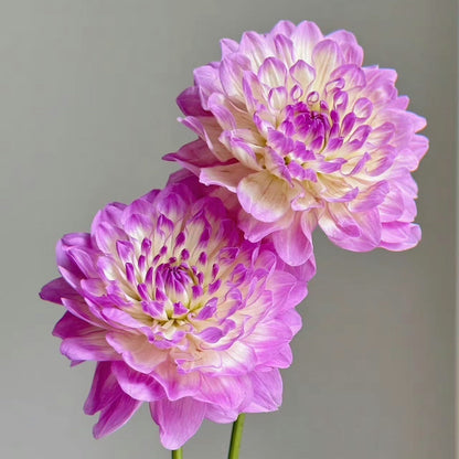 🔥Hot Sale🌱Potted Premium Dwarf Dahlia