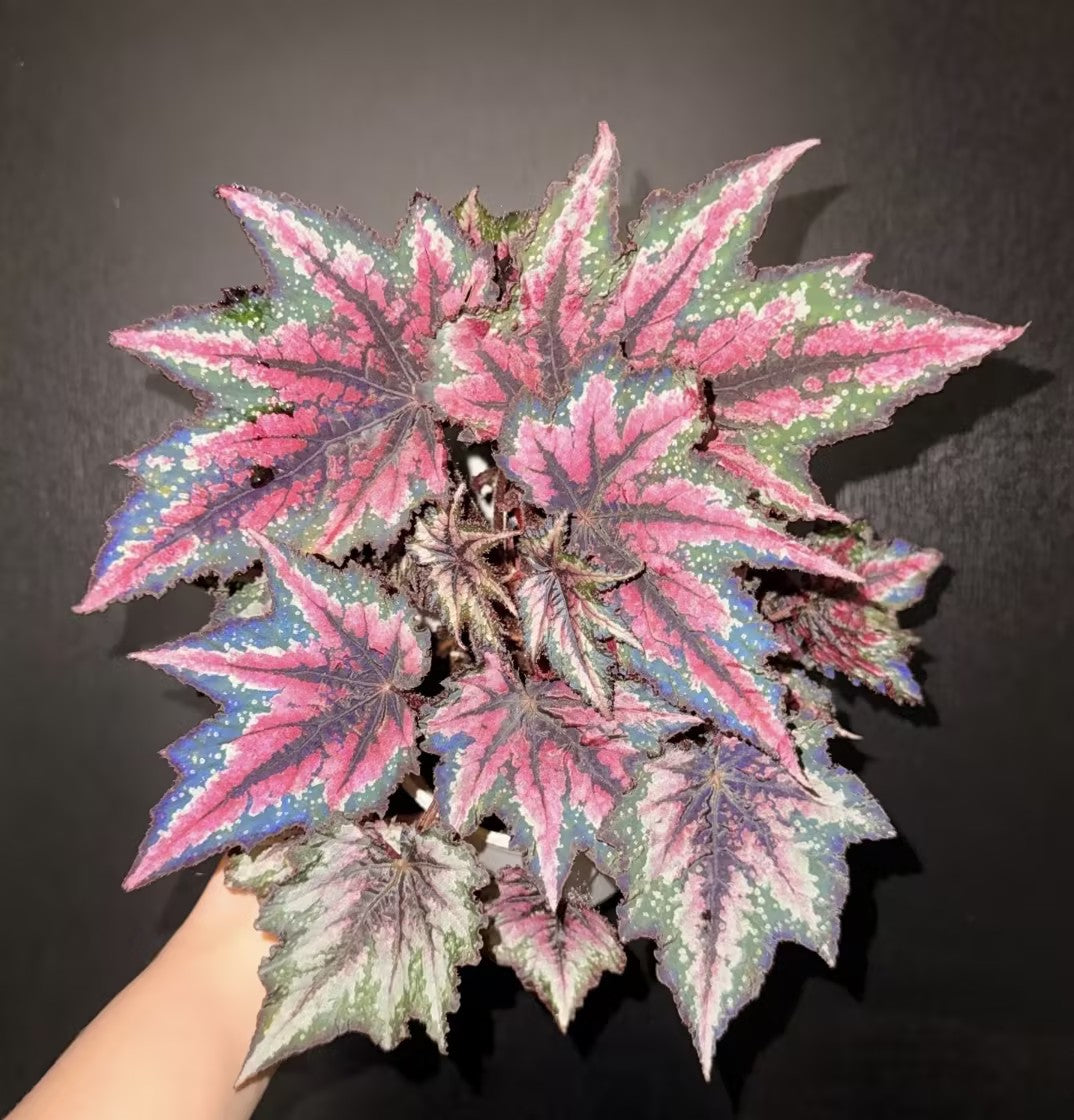 🌿Premium Begonia Seeds: A Rainbow of Blooms for Your Garden – Cultivated with Love by a Passionate Grower 🌈