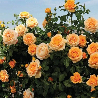 🩷 9 Types Of & Rare Color Climbing Rose Seeds