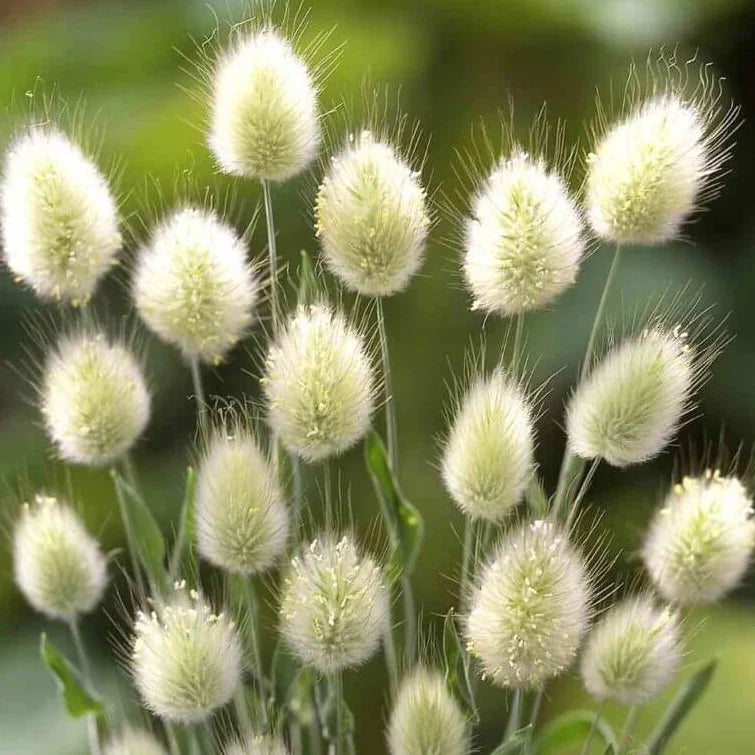 🐇Bunny Tails Ornamental Grass Seeds – Soft, Fluffy & Decorative