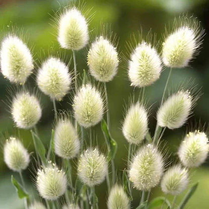🐇Bunny Tails Ornamental Grass Seeds – Soft, Fluffy & Decorative