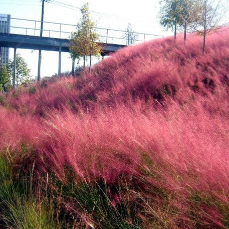 🩷Muhly Grass Seeds: Create a Stunning Pink Cloud in Your Garden