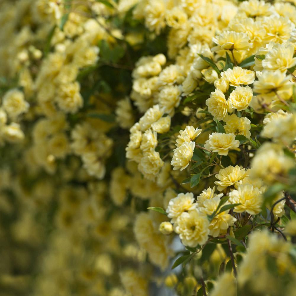 Yellow Banks Rose Seeds
