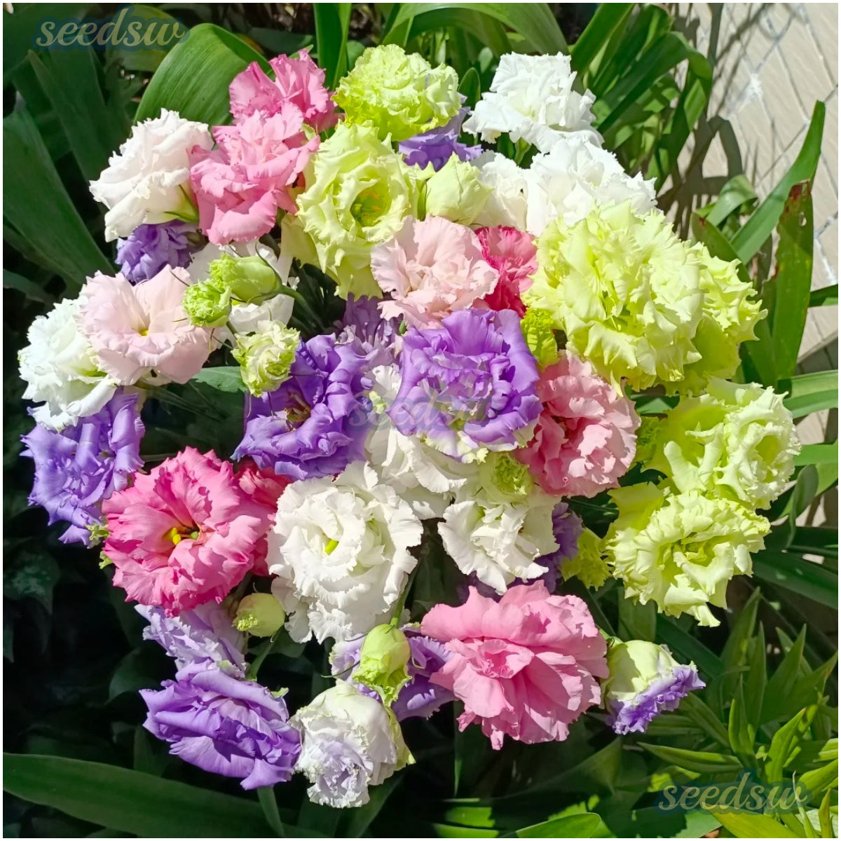 🌼 Perfect Time to Plant 😍 Mixed Lisianthus Seeds with Rose-like Elegance
