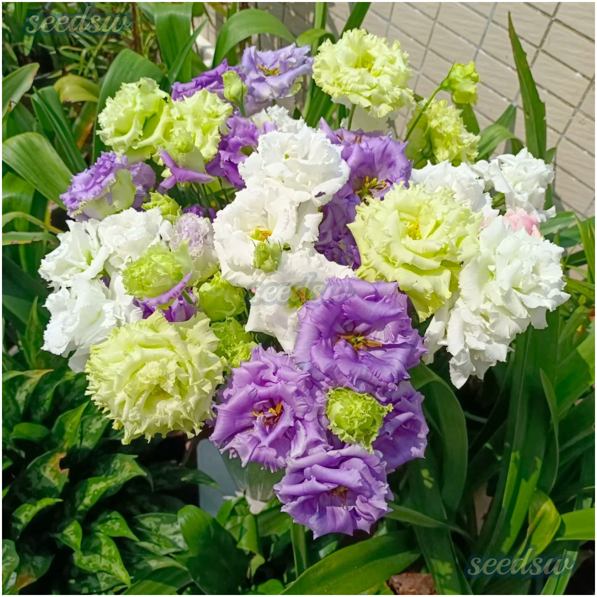 🌼 Perfect Time to Plant 😍 Mixed Lisianthus Seeds with Rose-like Elegance