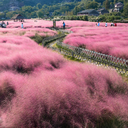 🩷Muhly Grass Seeds: Create a Stunning Pink Cloud in Your Garden