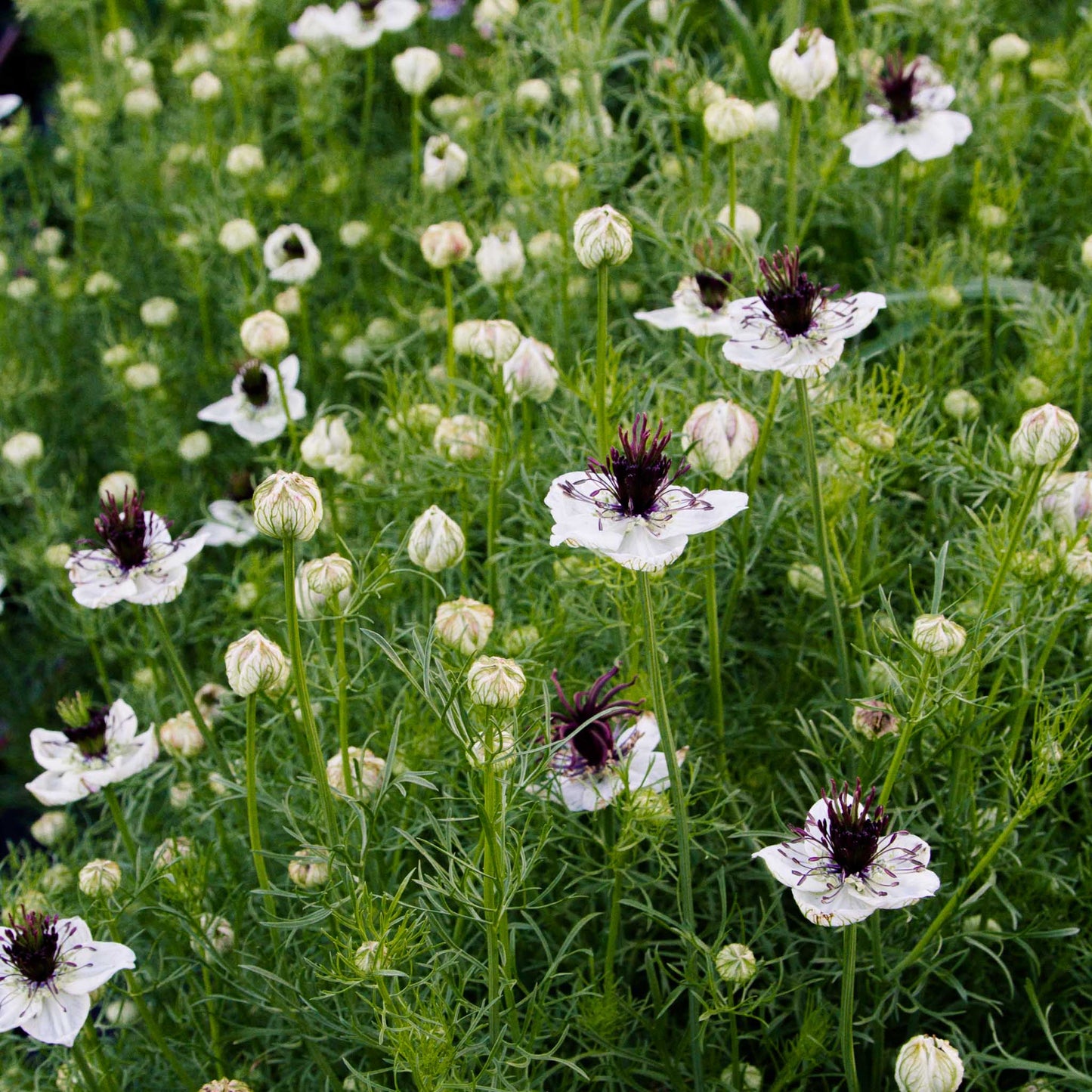 Nigella hispanica White Seeds