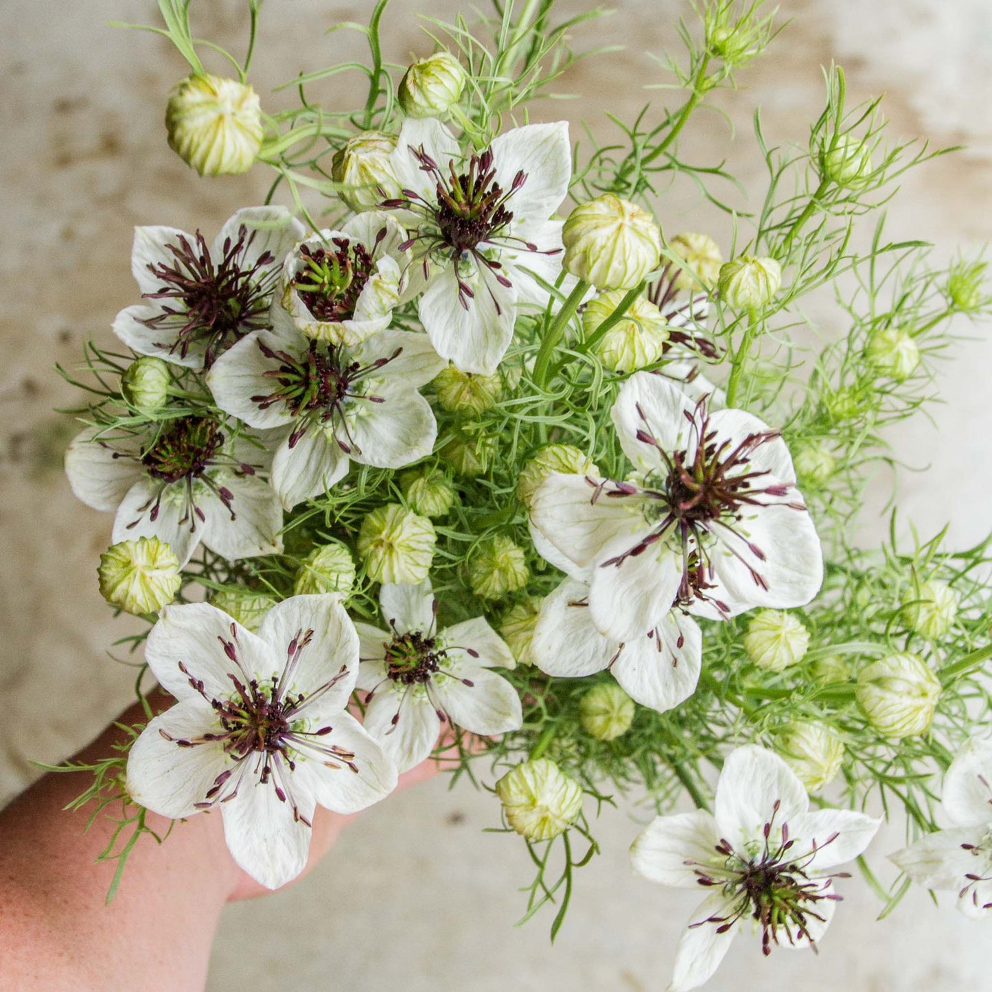 Nigella hispanica White Seeds