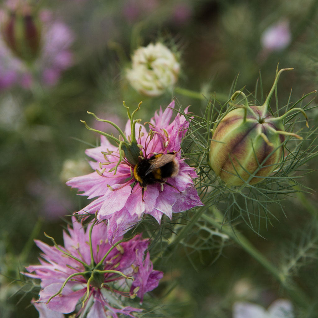 Nigella Miss Jekyll Rose Flower Seeds