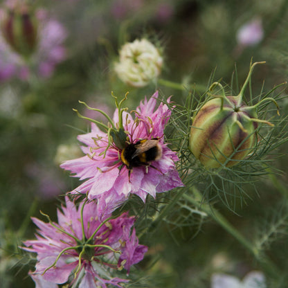 Nigella Miss Jekyll Rose Flower Seeds