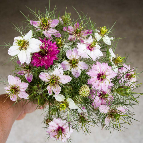 Nigella Miss Jekyll Rose Flower Seeds