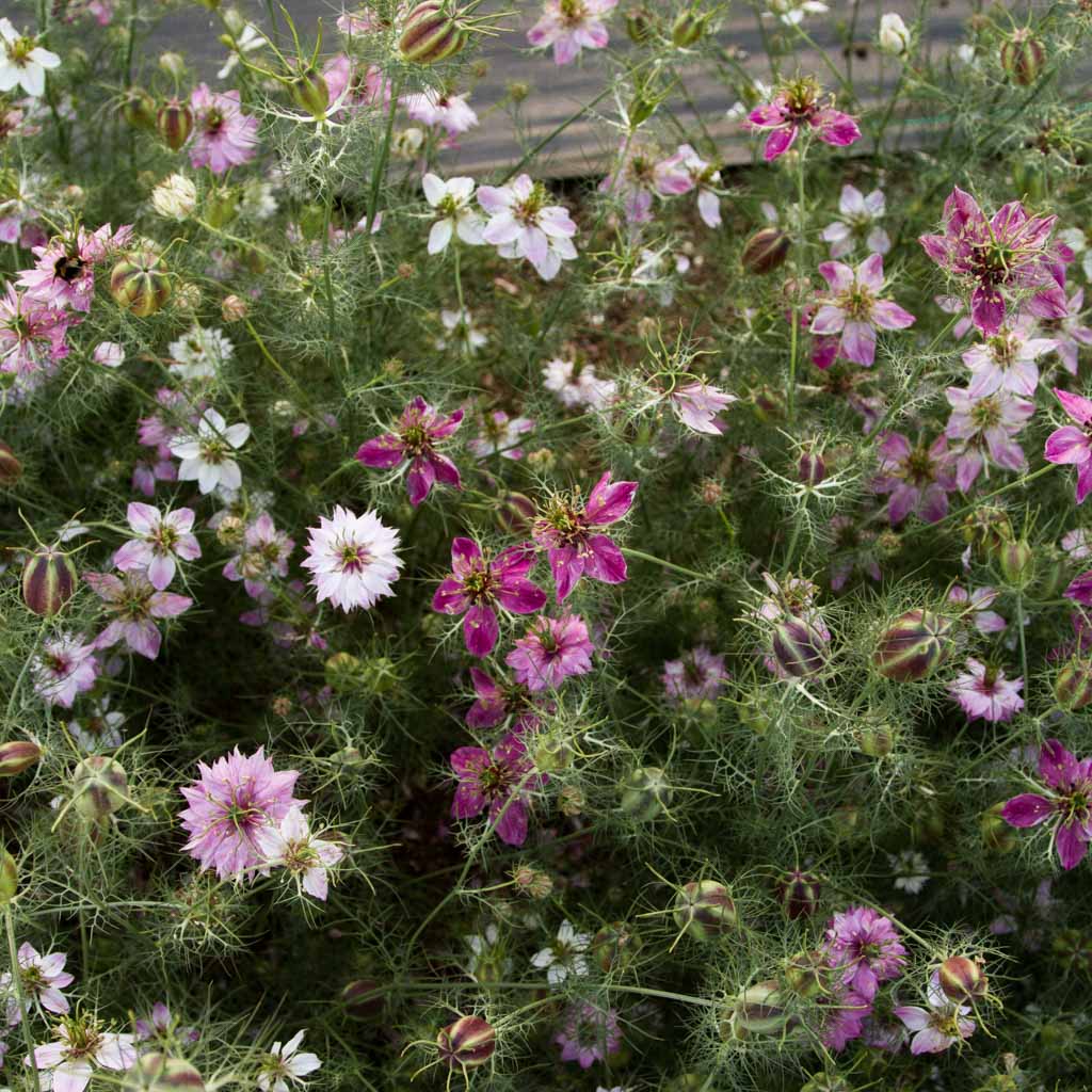 Nigella Miss Jekyll Rose Flower Seeds