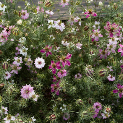 Nigella Miss Jekyll Rose Flower Seeds