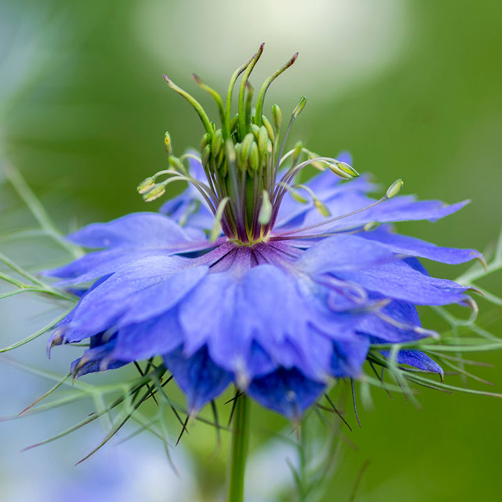 Nigella damascena 'Miss Jekyll' Seeds